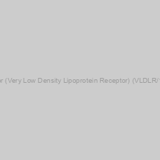Image of VLDL-Receptor (Very Low Density Lipoprotein Receptor) (VLDLR/1337) Antibody